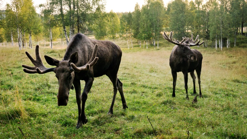 Bes�g i �osteriget�, H�ga Kusten og videre til Sundsvall